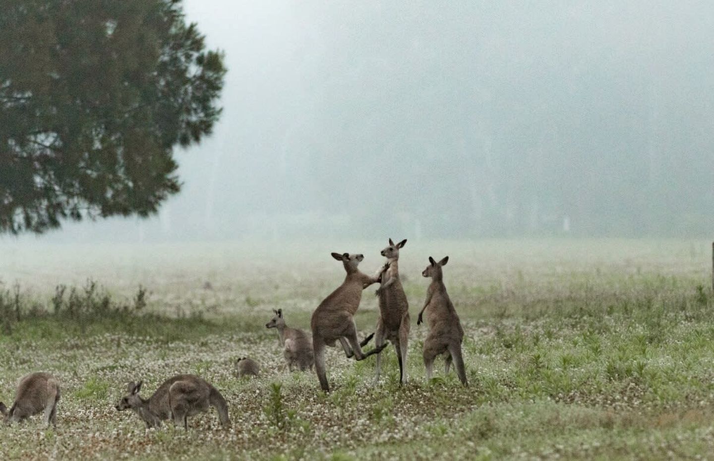 Kangaroo Valley Tiny Home Rental for Secluded Getaway