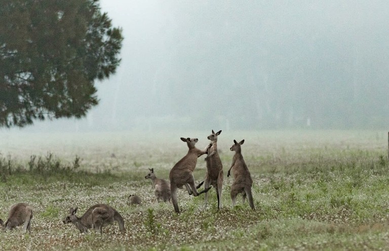 Tiny Houses (Australia, Kangaroo Valley, New South Wales)