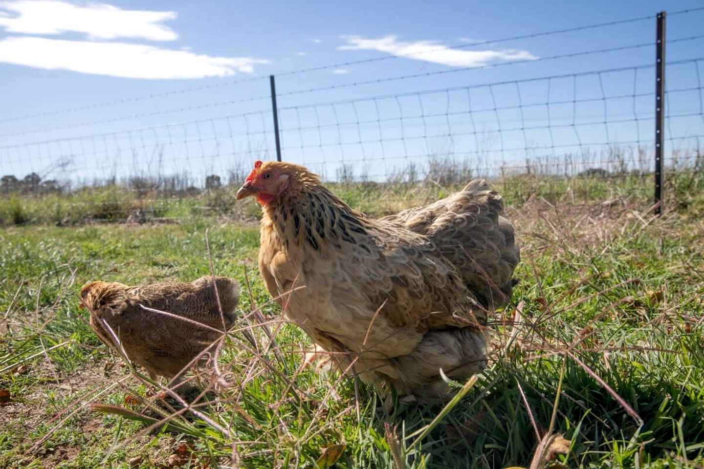 Charming Tiny Home on a Farm for a Romantic Getaway in NSW