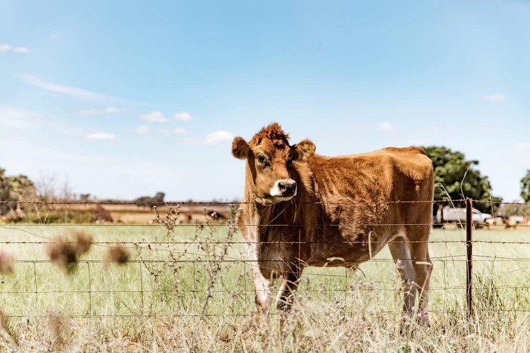 Tiny Houses (Australia, Canowindra, New South Wales)