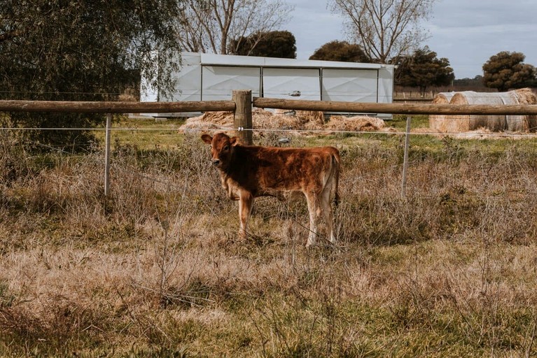Tiny Houses (Australia, Mundoona, Victoria)