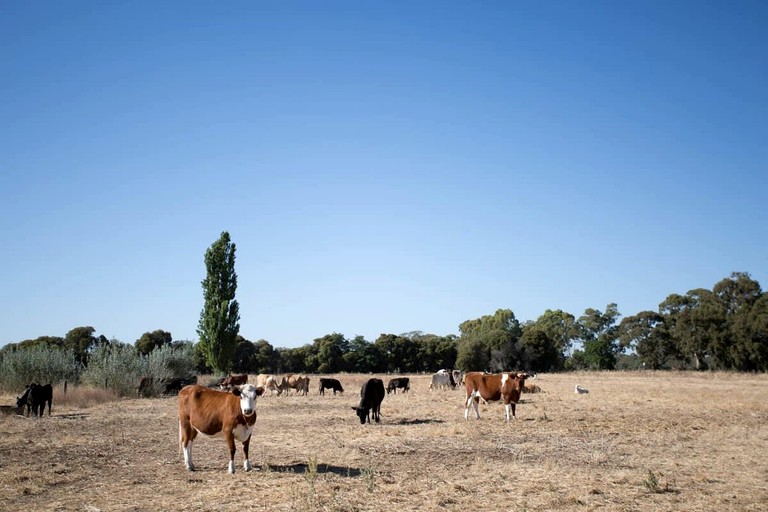 Tiny Houses (Australia, Mundoona, Victoria)