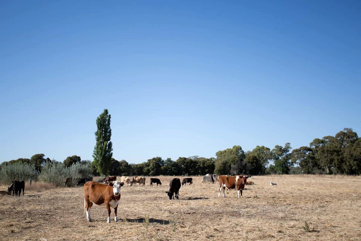 Organic Farm Stay in Mundoona, Victoria