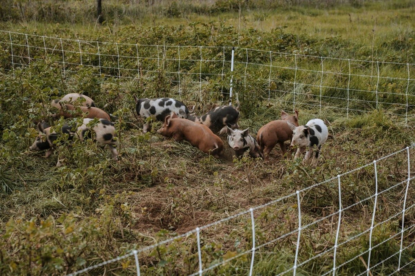 Organic Farm Stay in Mundoona, Victoria