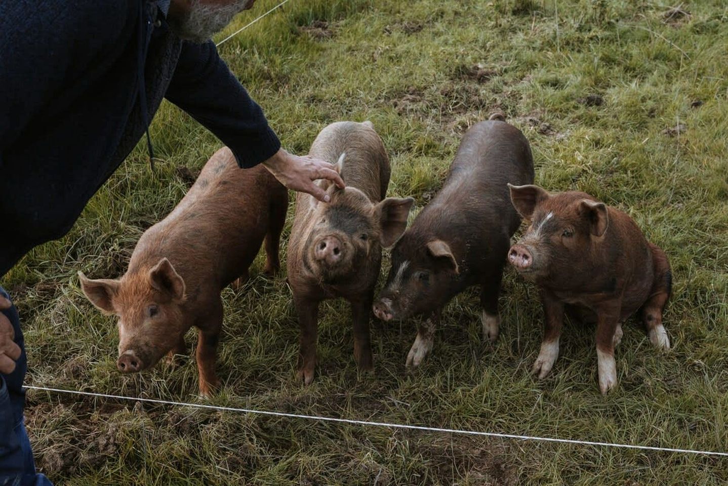 Organic Farm Stay in Mundoona, Victoria
