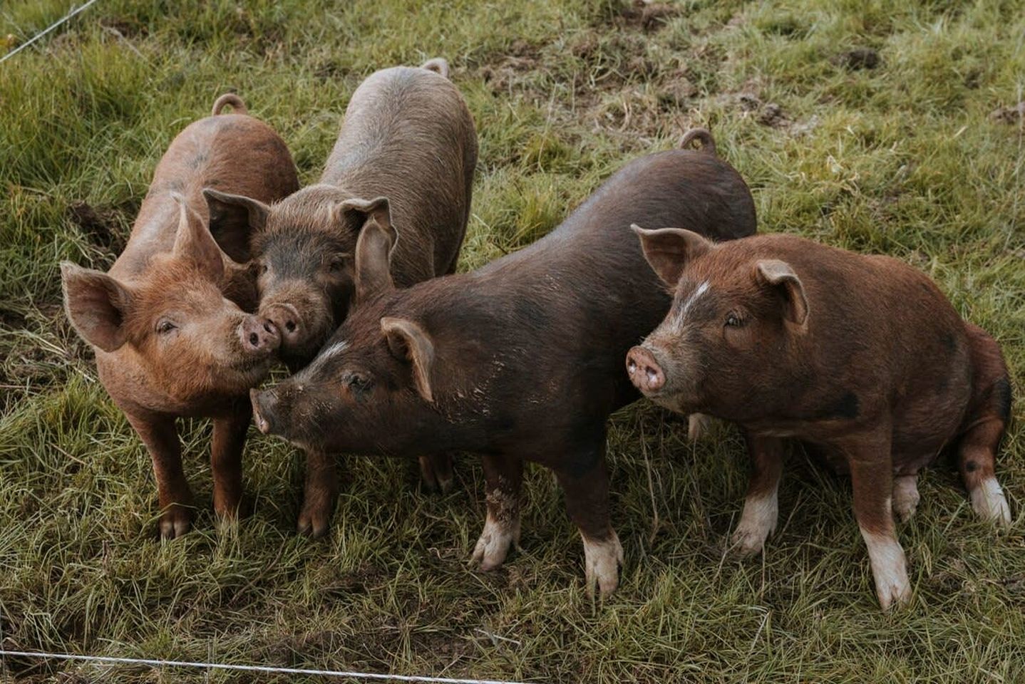 Organic Farm Stay in Mundoona, Victoria