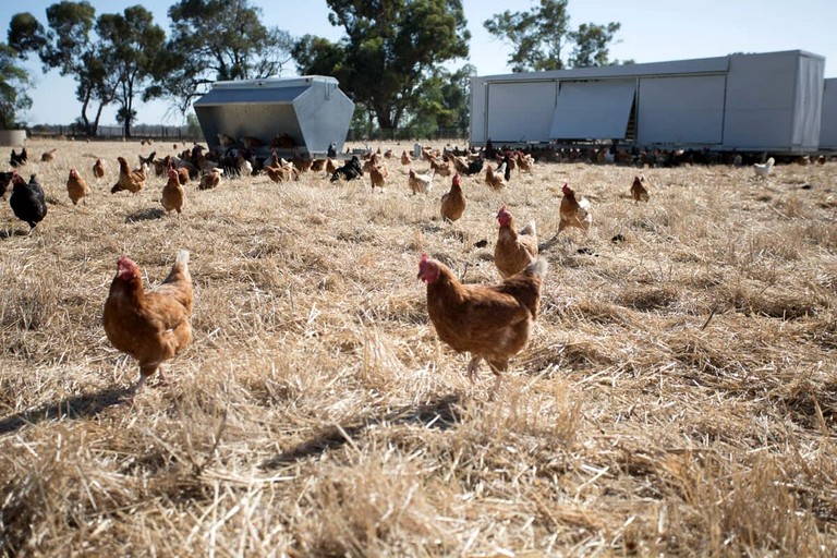Tiny Houses (Australia, Mundoona, Victoria)