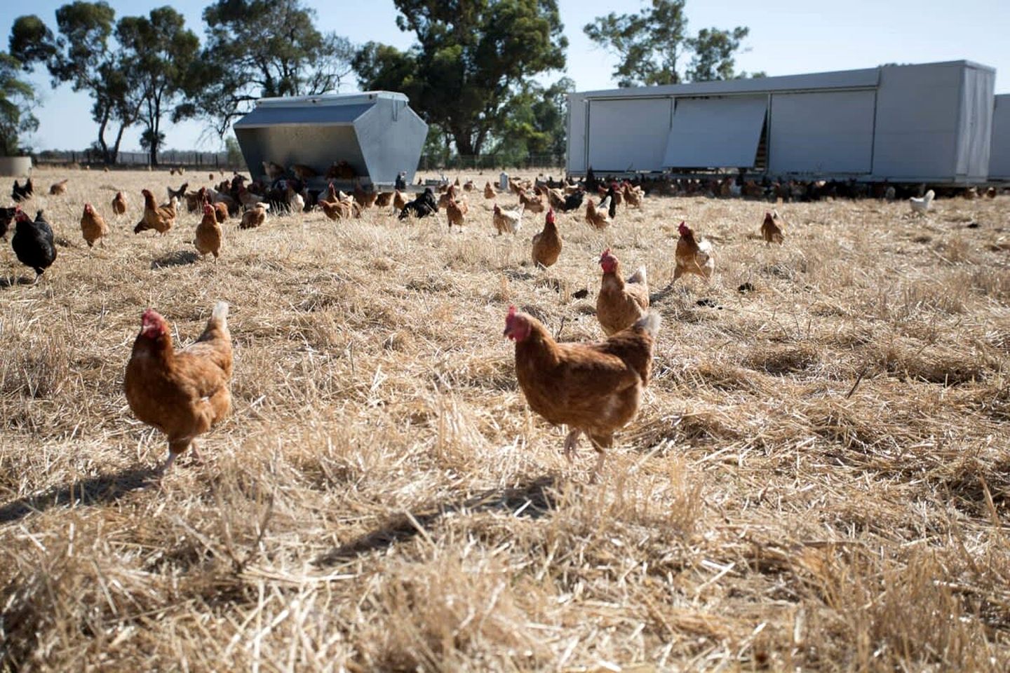 Organic Farm Stay in Mundoona, Victoria