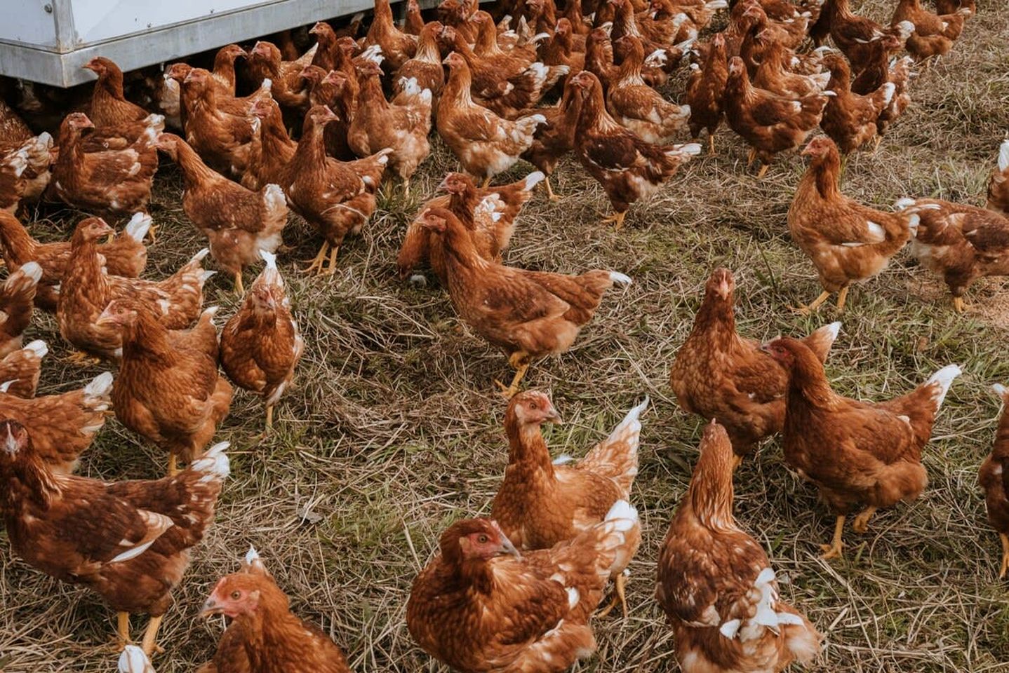 Organic Farm Stay in Mundoona, Victoria