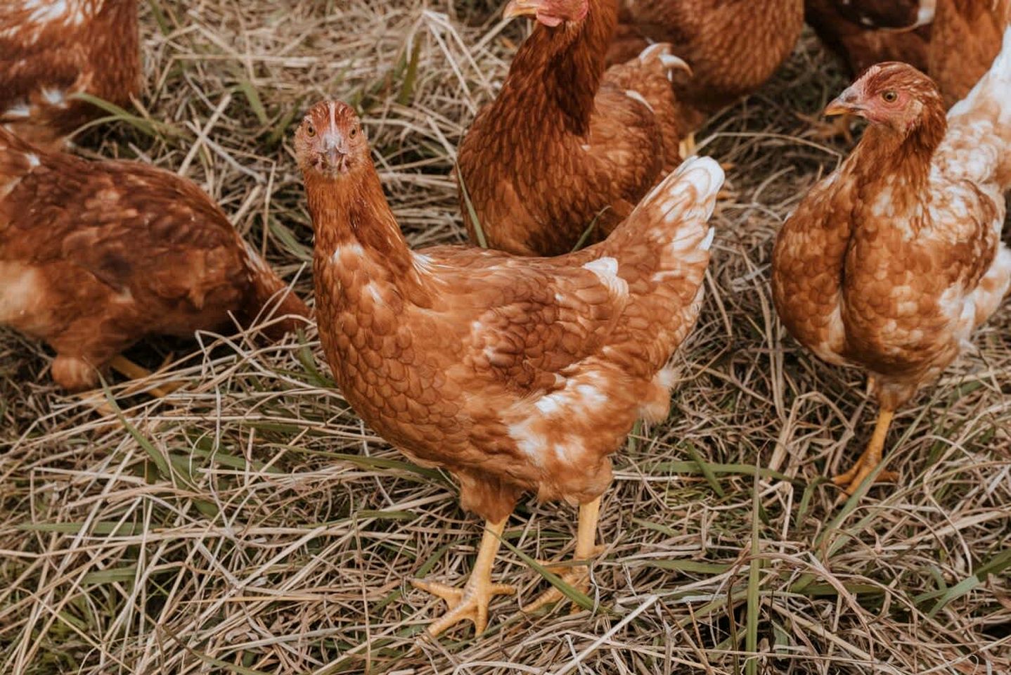 Organic Farm Stay in Mundoona, Victoria