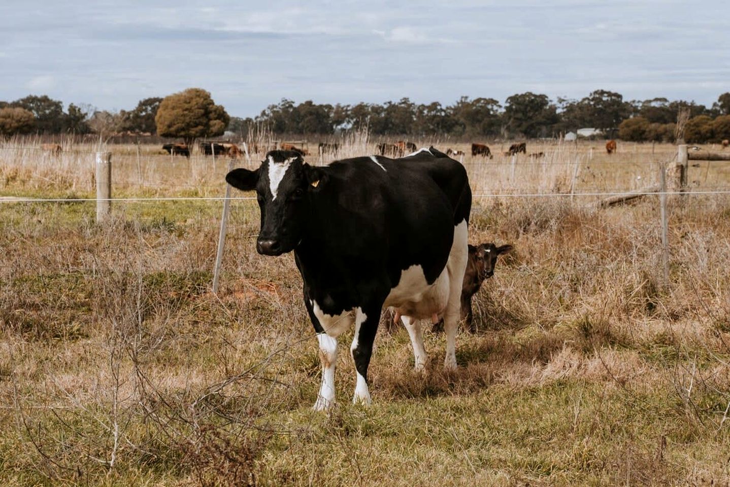 Organic Farm Stay in Mundoona, Victoria
