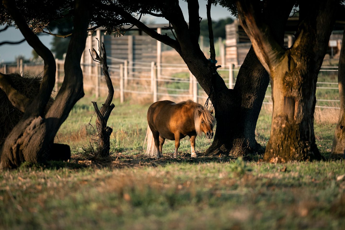 Luxury Tiny House Rental with Big Views for Victoria Glamping