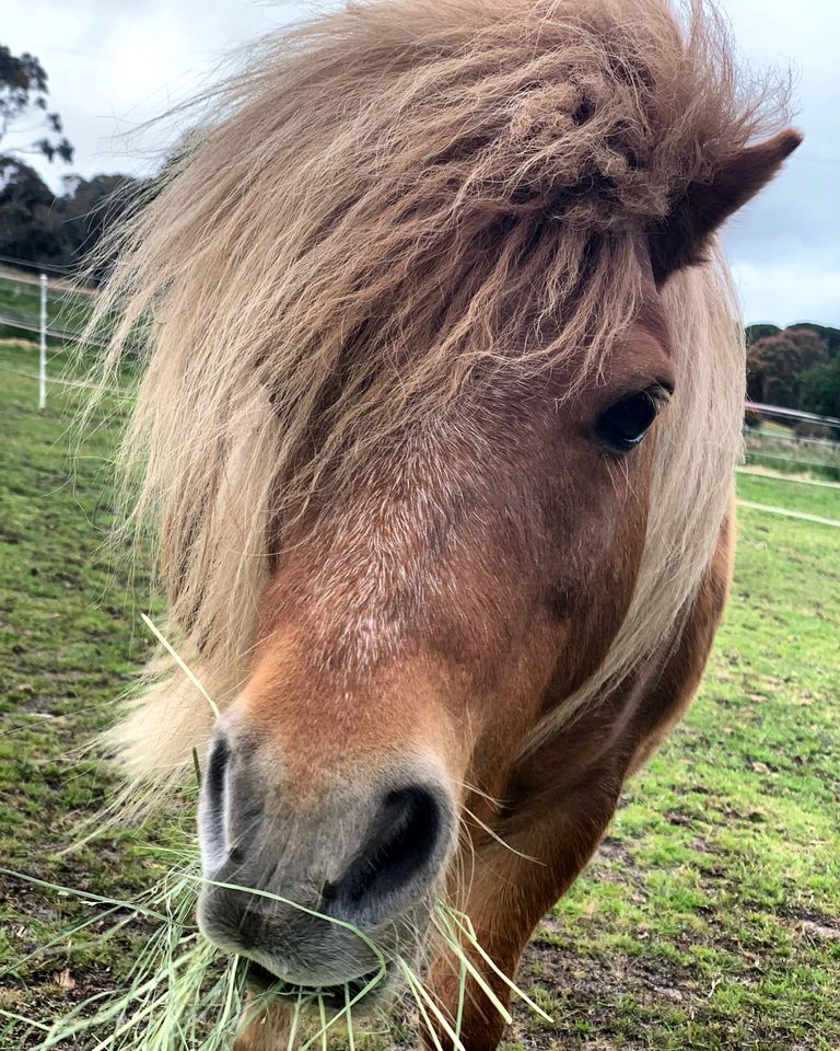Luxury Tiny House Rental with Big Views for Victoria Glamping