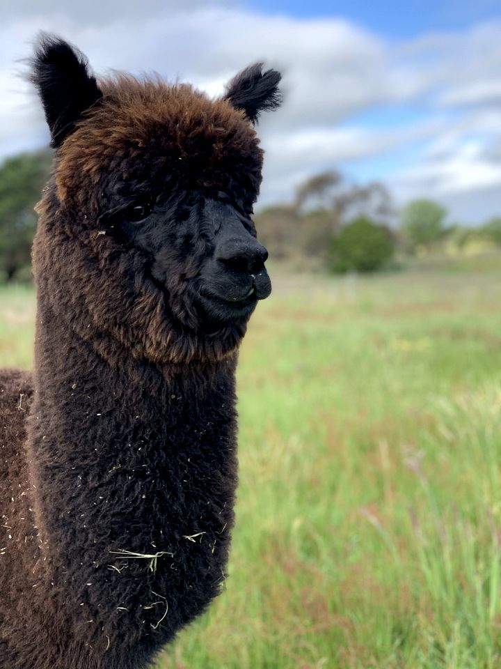 Luxury Tiny House Rental with Big Views for Victoria Glamping