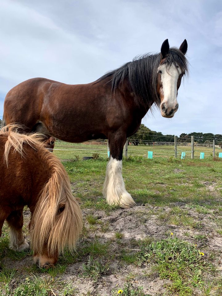 Luxury Tiny House Rental with Big Views for Victoria Glamping