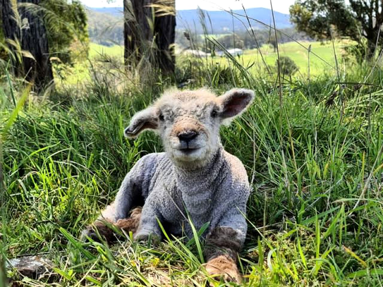 Luxury Tiny House Rental with Big Views for Victoria Glamping