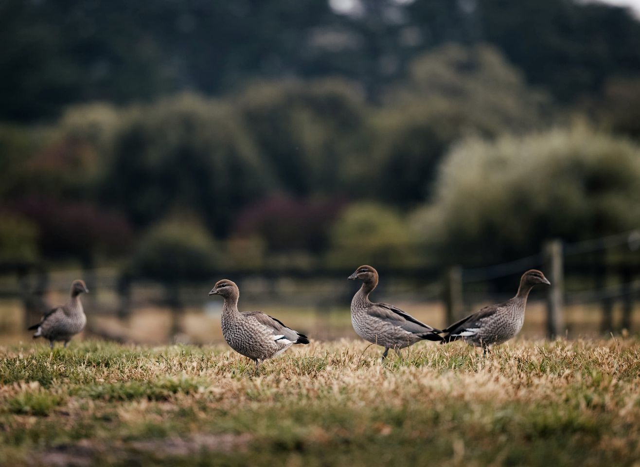 Luxury Tiny House Rental with Big Views for Victoria Glamping