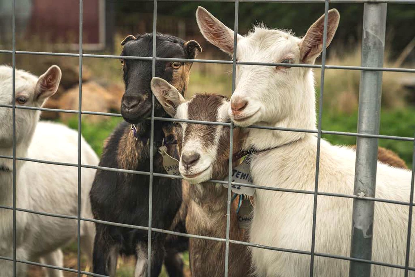 Cosy Tiny House for a Goat Farm Stay near Melbourne
