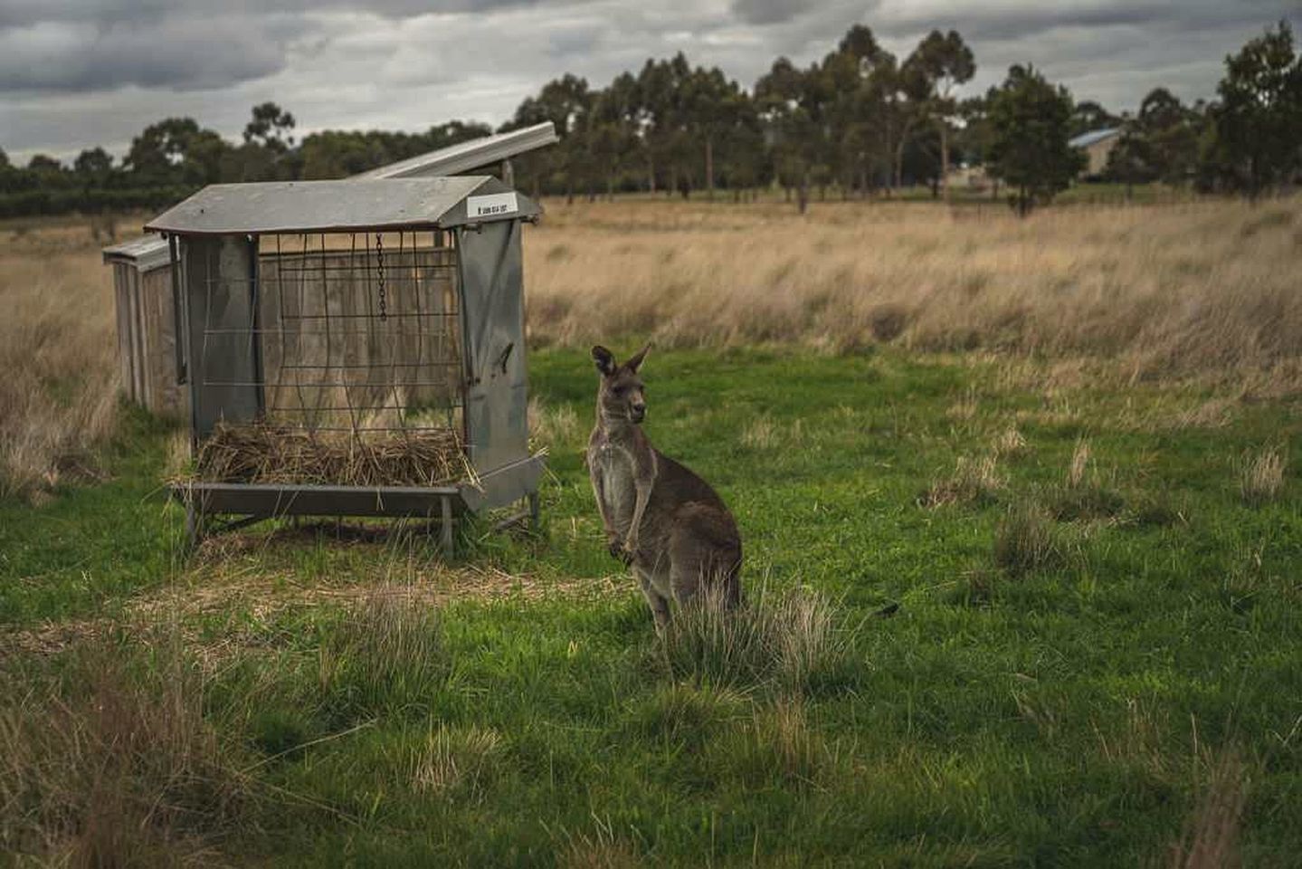 Cosy Tiny House for a Goat Farm Stay near Melbourne