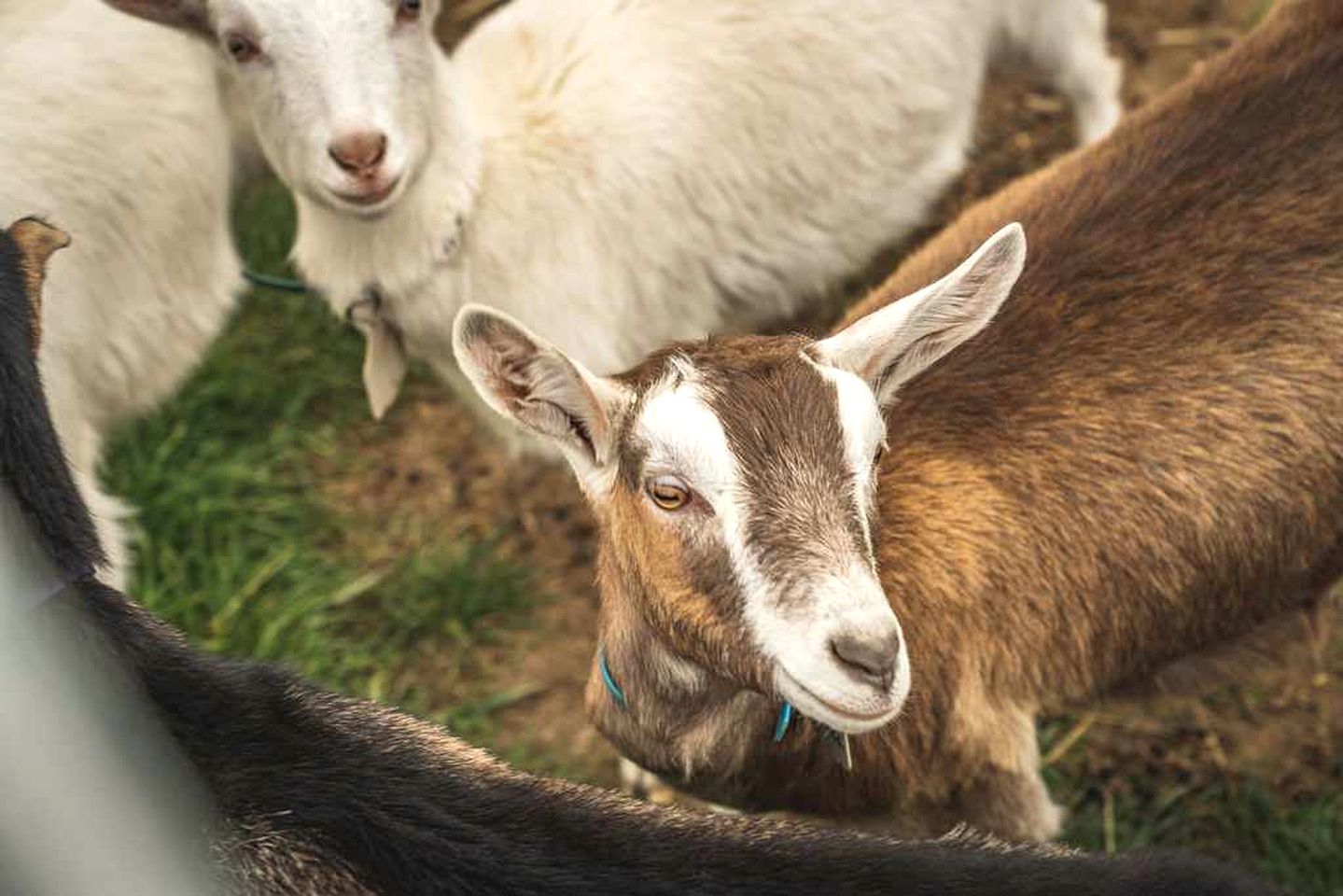 Cosy Tiny House for a Goat Farm Stay near Melbourne