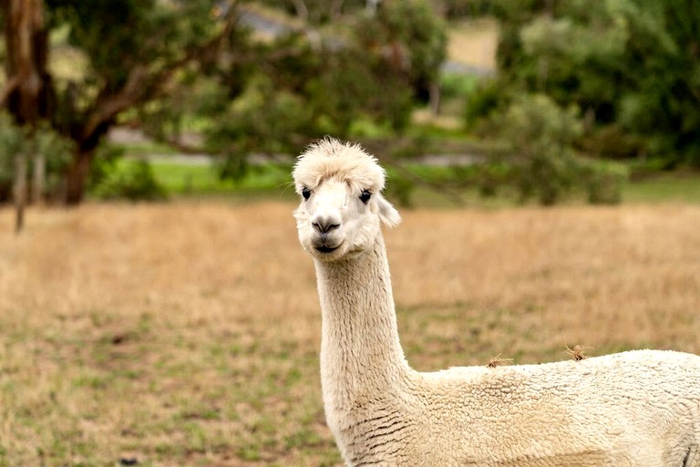 Tiny Houses (Australia, Warragul, Victoria)
