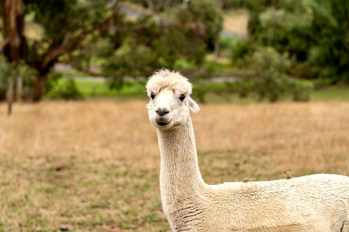 Tiny House Getaway: Unwind in Warragul South's Enchanting Countryside