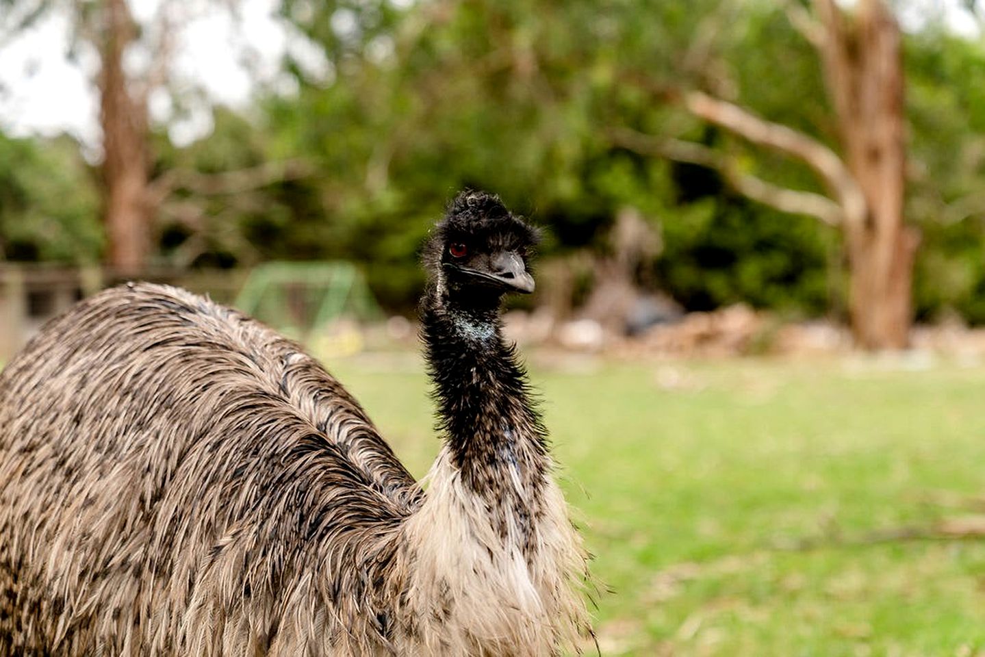 Tiny House Getaway: Unwind in Warragul South's Enchanting Countryside