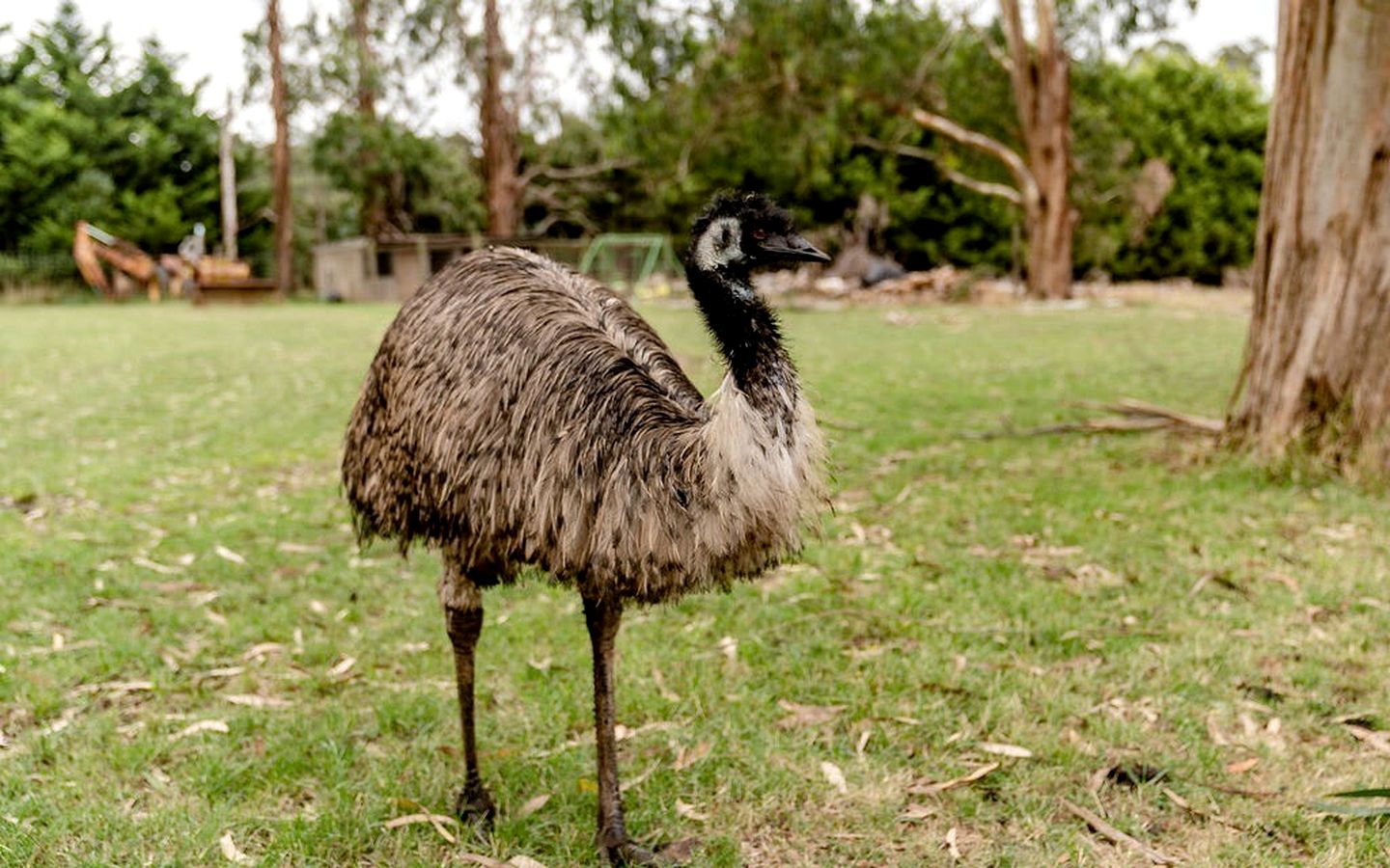 Tiny House Getaway: Unwind in Warragul South's Enchanting Countryside