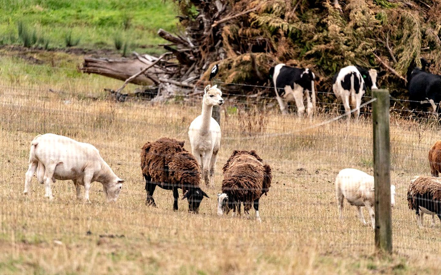 Tiny House Getaway: Unwind in Warragul South's Enchanting Countryside
