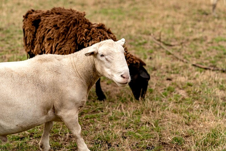 Tiny Houses (Australia, Warragul, Victoria)