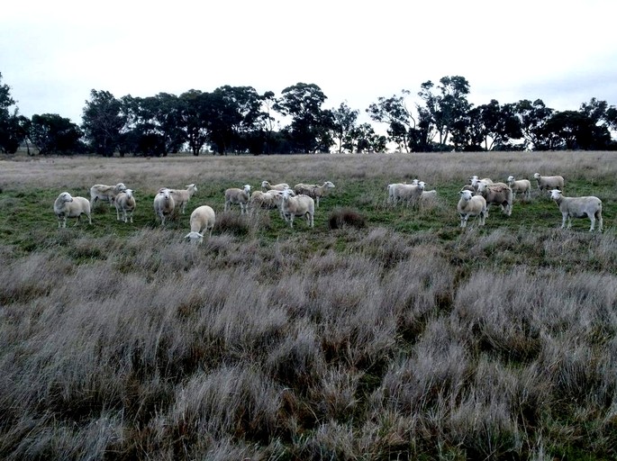Tiny Houses (Australia, Redesdale, Victoria)