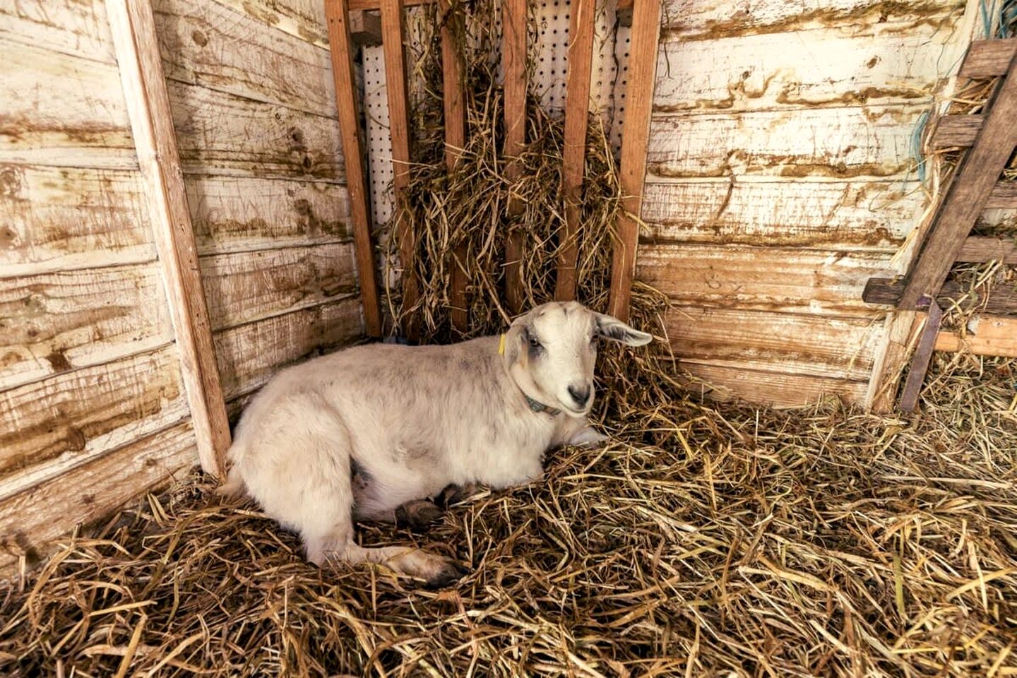 Charming Tiny House, Ideal for a Glamping Escape near Heathcote