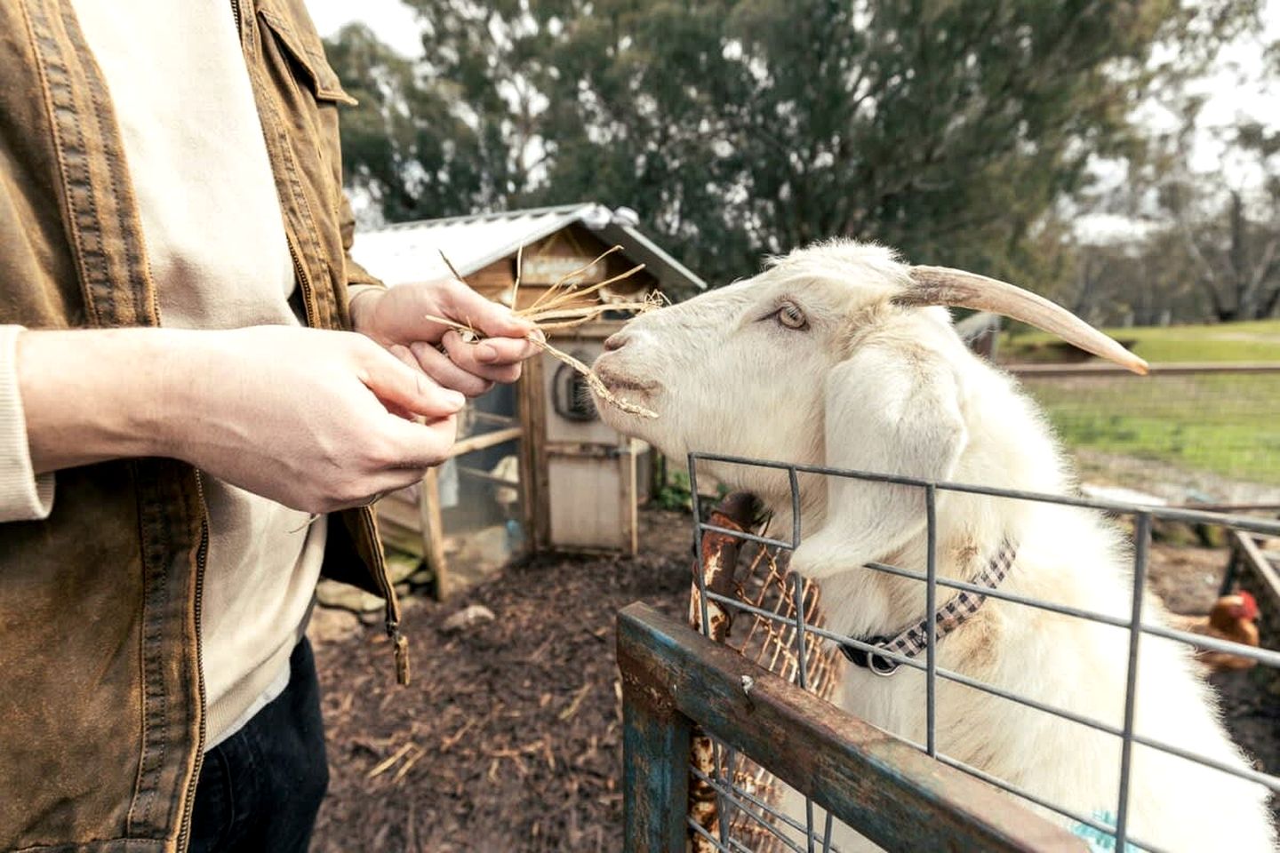 Charming Tiny House, Ideal for a Glamping Escape near Heathcote