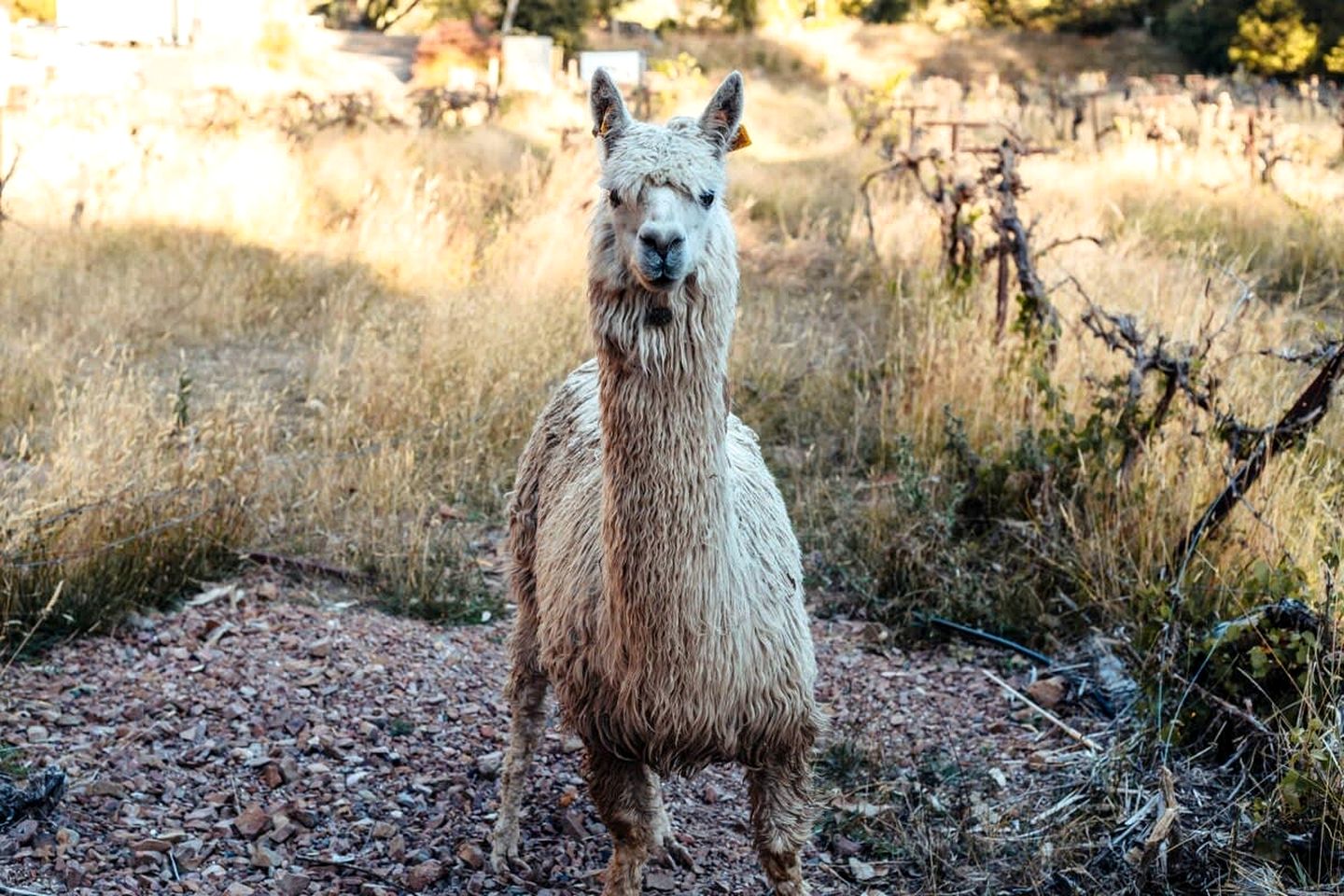 Alpaca Tiny House in Flowerdale, Victoria
