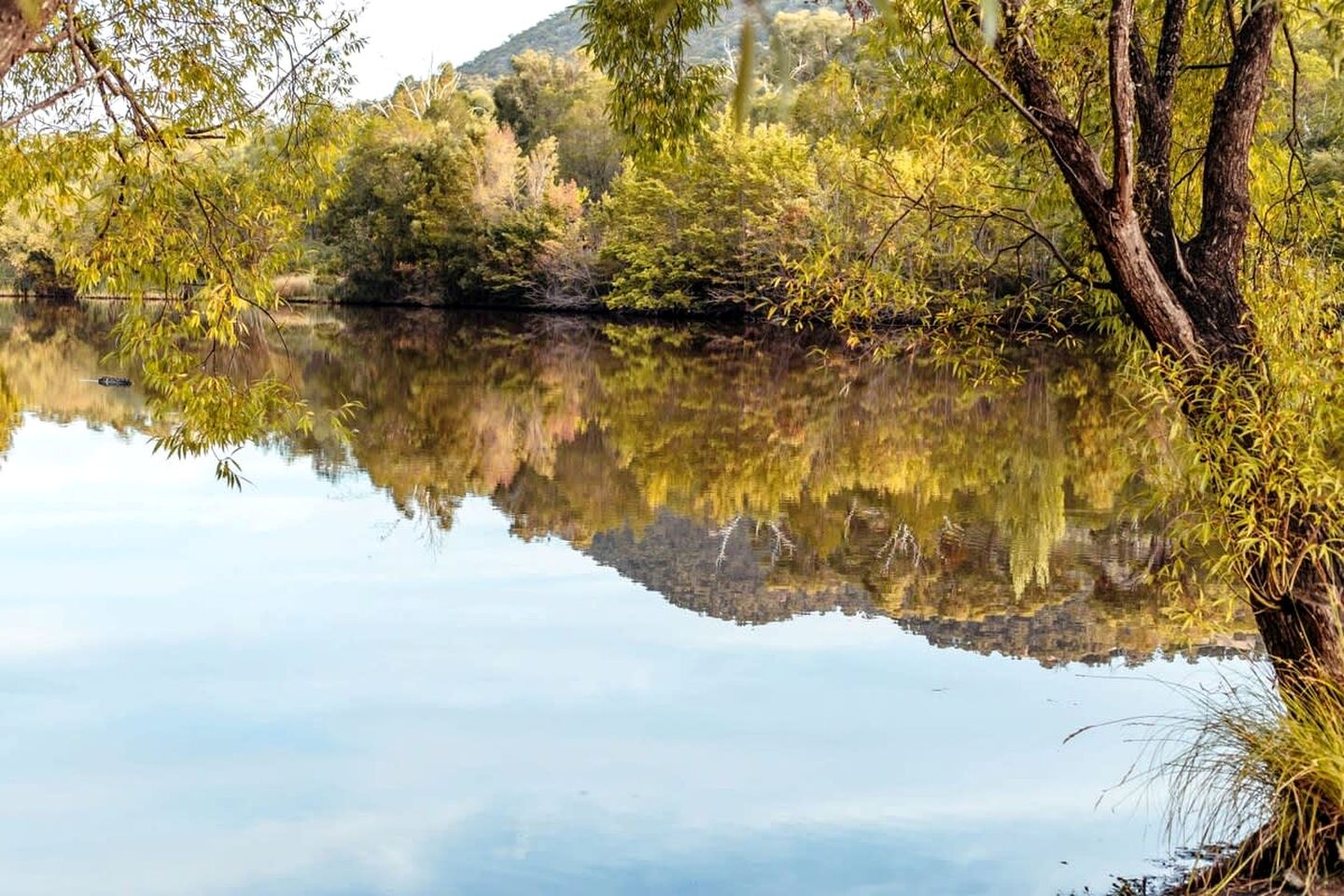 Alpaca Tiny House in Flowerdale, Victoria