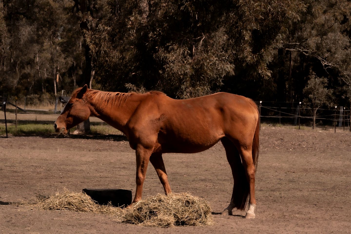 Tiny House Glamping in New South Wales near Werakata National Park