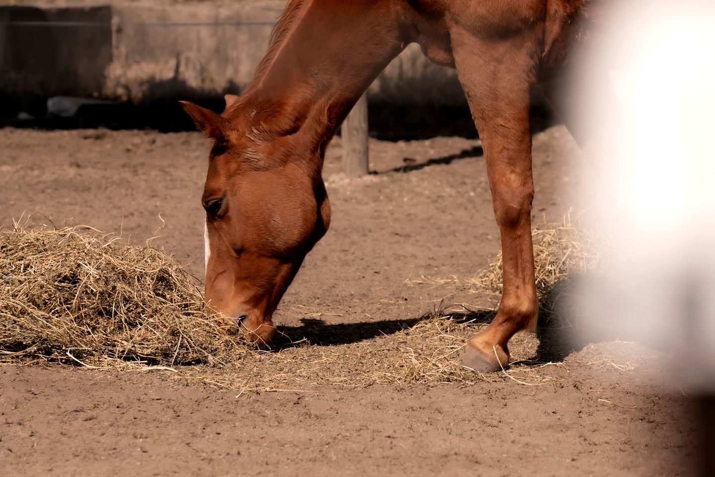 Tiny House Glamping in New South Wales near Werakata National Park