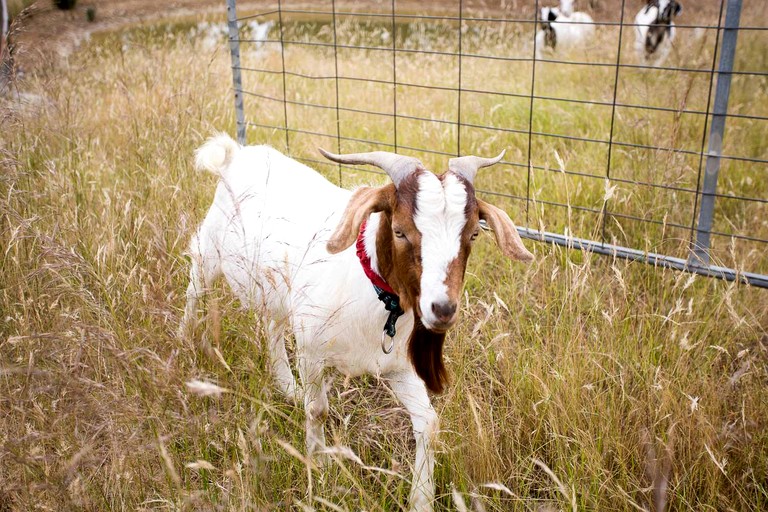 Tiny Houses (Australia, Tallarook, Victoria)