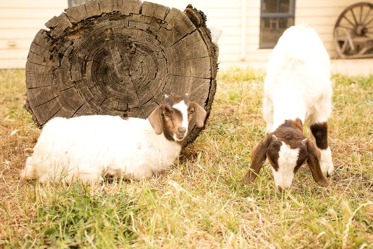 Tiny Houses (Australia, Tallarook, Victoria)