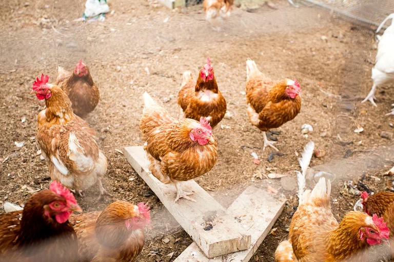 Tiny Houses (Australia, Tallarook, Victoria)
