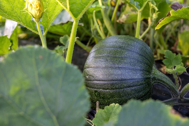 Tiny Houses (Sweden, Hjo, Västra Götaland)