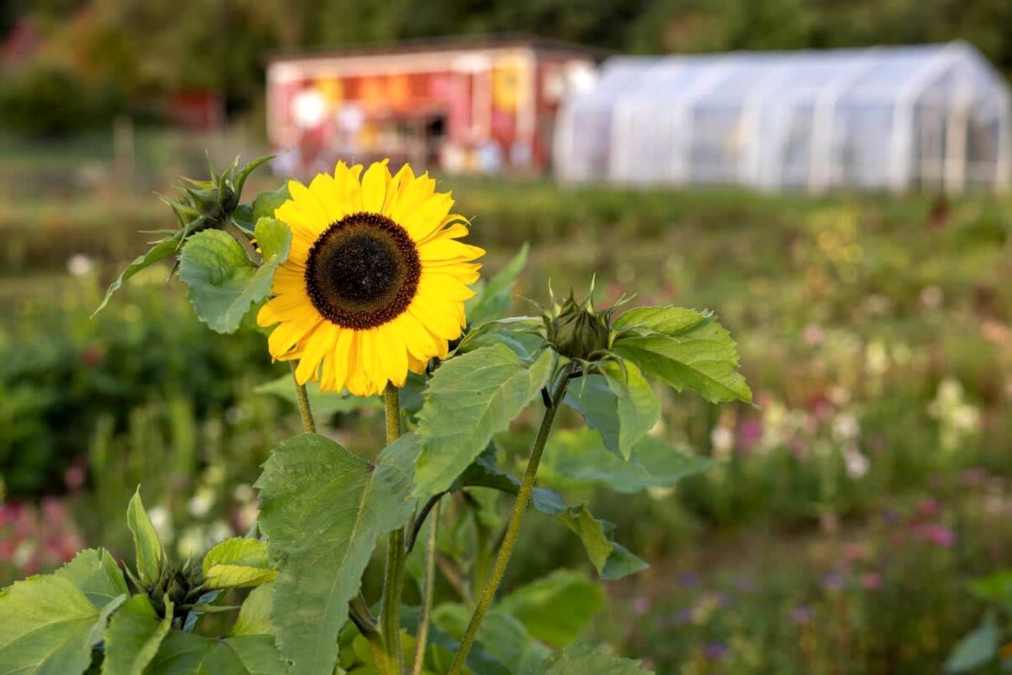Tiny House Loft Surrounded on a Beautiful Flower Farm in Hjo, Sweden