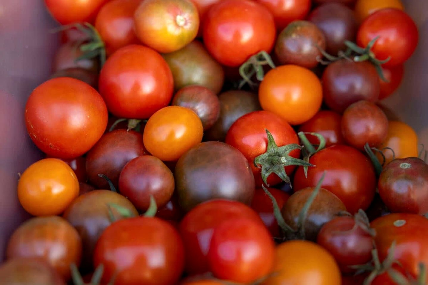 Tiny House Loft Surrounded on a Beautiful Flower Farm in Hjo, Sweden