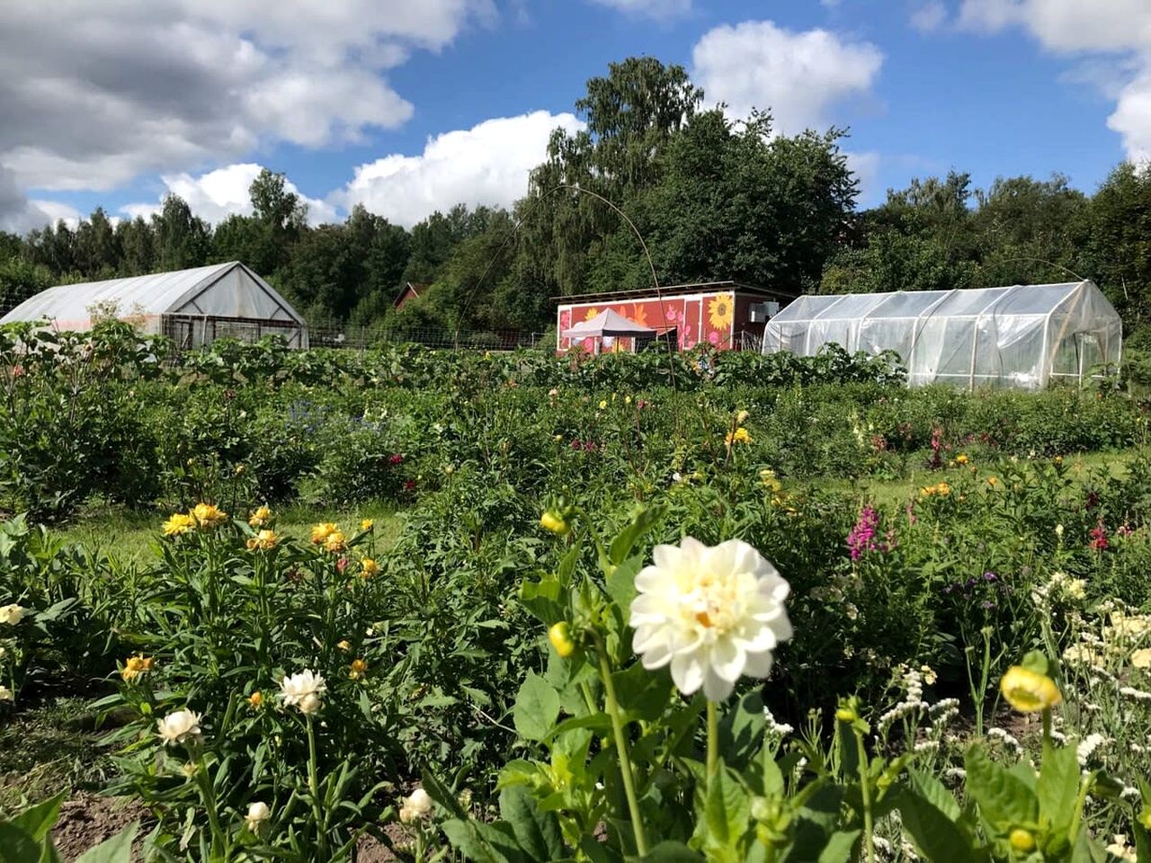 Tiny House Loft Surrounded on a Beautiful Flower Farm in Hjo, Sweden