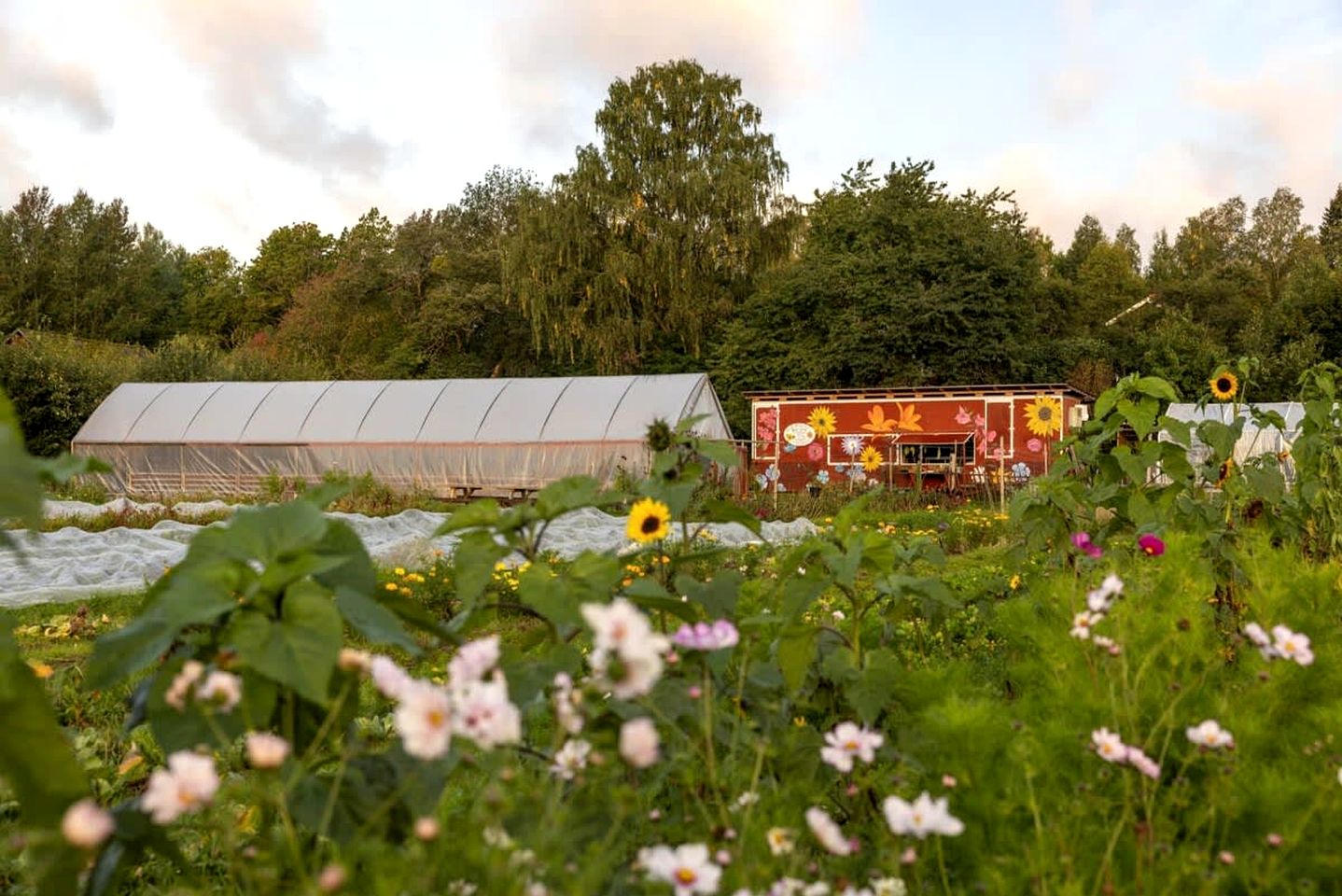 Tiny House Loft Surrounded on a Beautiful Flower Farm in Hjo, Sweden