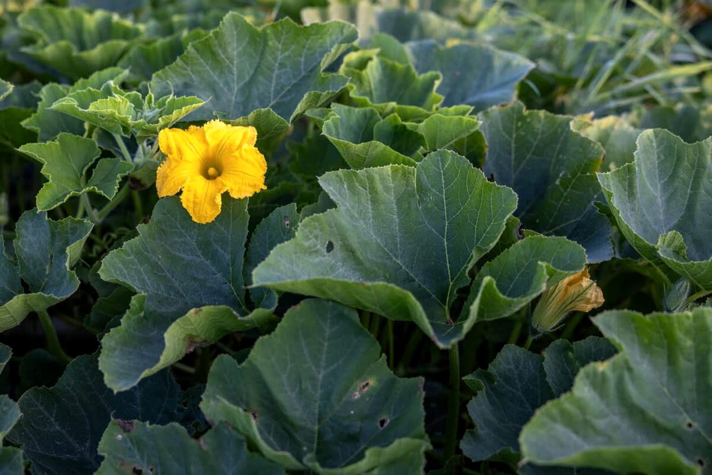 Tiny House Loft Surrounded on a Beautiful Flower Farm in Hjo, Sweden