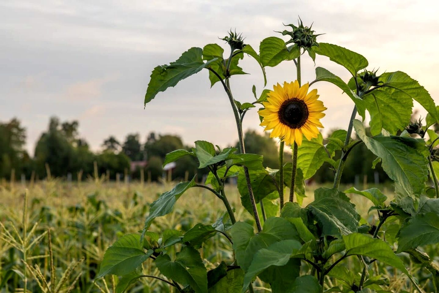 Tiny House Loft Surrounded on a Beautiful Flower Farm in Hjo, Sweden