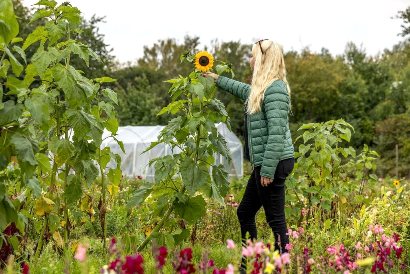 Tiny House Loft Surrounded on a Beautiful Flower Farm in Hjo, Sweden