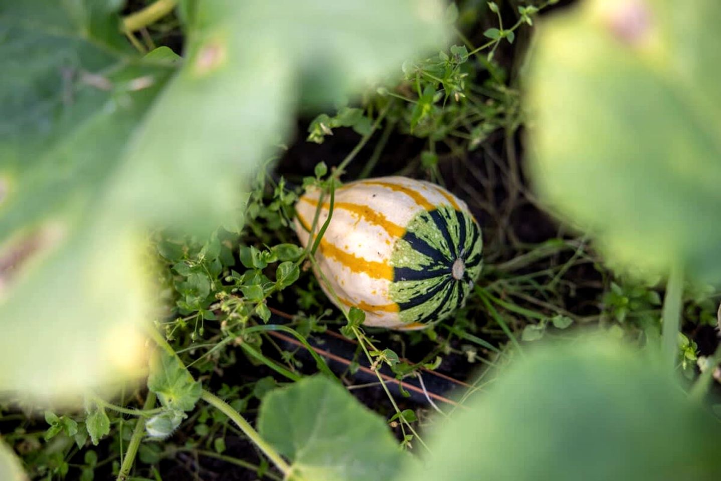 Tiny House Loft Surrounded on a Beautiful Flower Farm in Hjo, Sweden