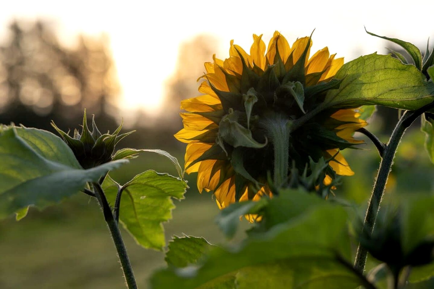 Tiny House Loft Surrounded on a Beautiful Flower Farm in Hjo, Sweden